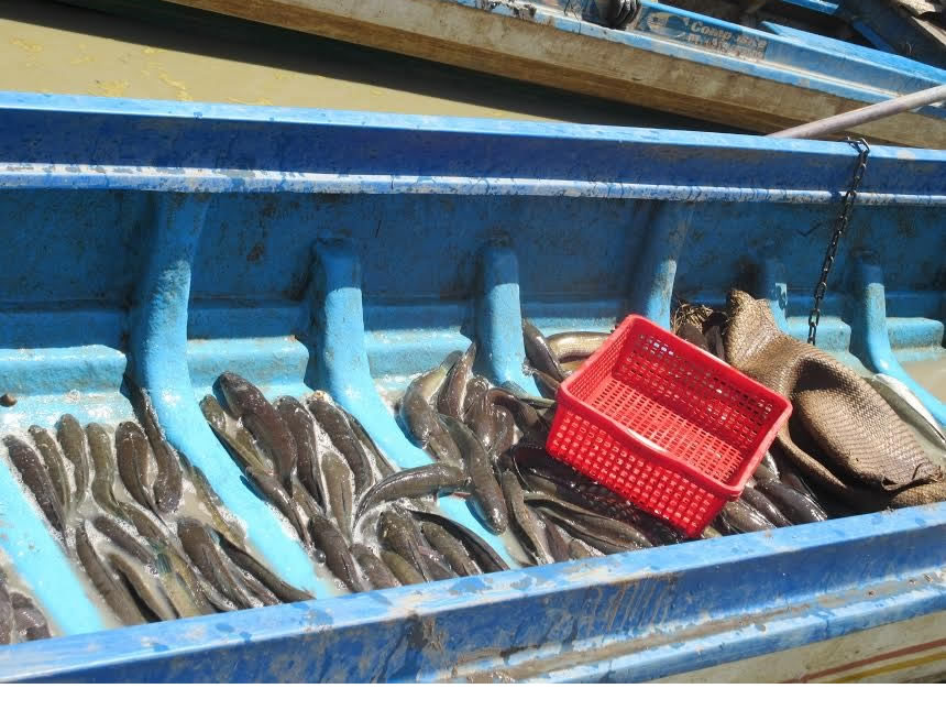 Cá lóc nuôi ở Biển Hồ. Ảnh tư liệu của MIRO, chụp vào mùa nước cạn năm 2015, biển hồ, tonle sap, cambodge, cao miên