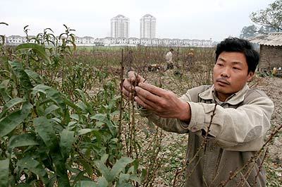 Dân Phú Thượng vẫn đang đàng hoàng sinh sống, sản xuất tại nơi mà Hà Nội nóng lòng muốn cưỡng chế – bờ Nam dự án cầu Nhật Tân