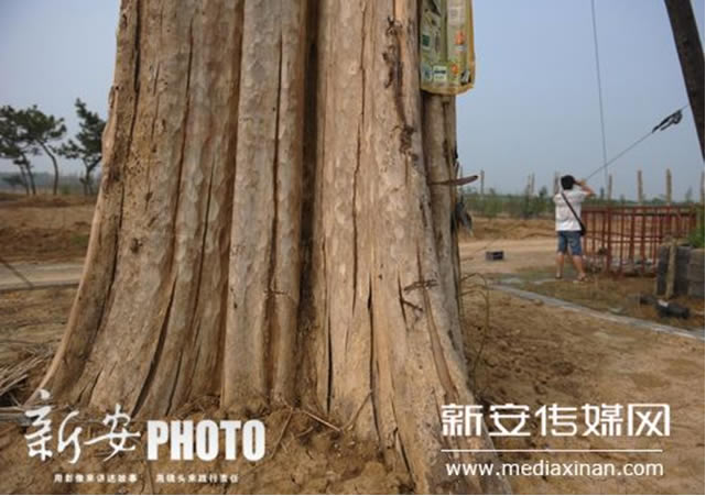 cây bằng lăng ở tàu, no china