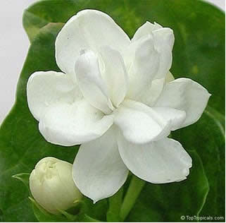 jasmine revolution, lịch sử việt nam