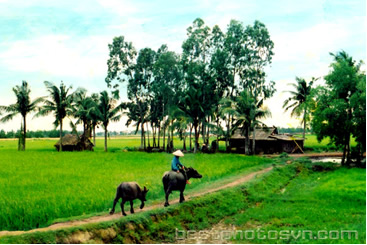 nông thôn việt nam, con trâu đi cày, làng quê miền nam, vựa lúa cửu long