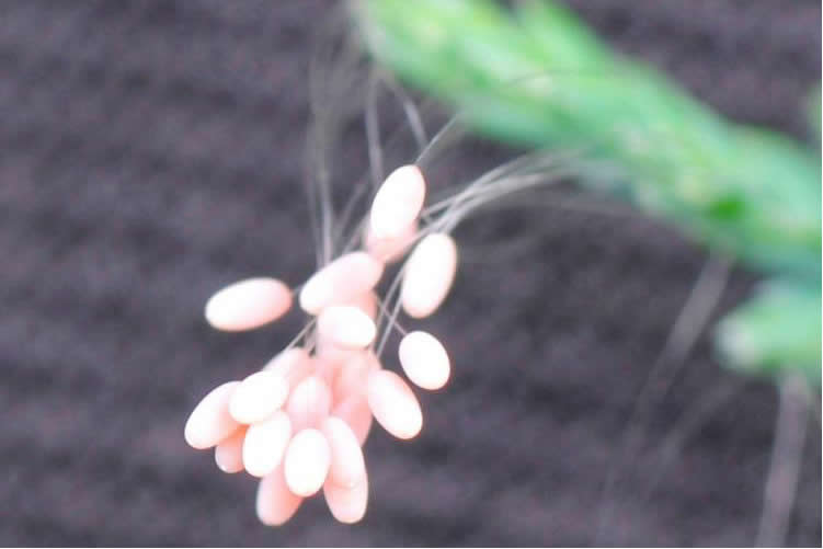 thiên cổ kỳ hoa, ưu đàm bát la hoa, Rare Udumbara Flowers Blossom in Korea