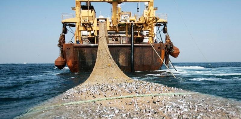 Greenpeace Africa, exposed fishing fraud in west africa by chinese fishing companies, lộ diện các đoàn tàu đánh cá lậu của Tàu cộng tại Tây Phi Châu